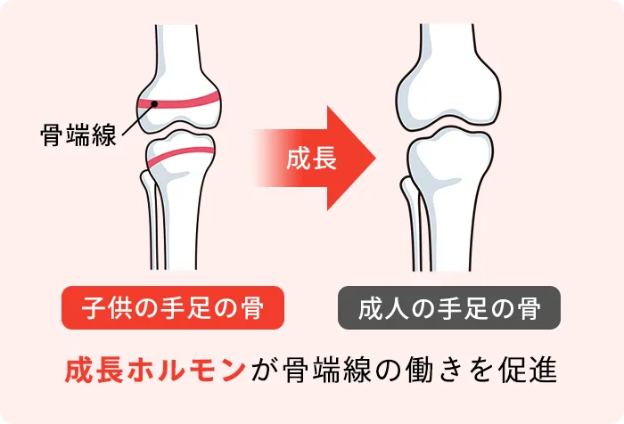 子供の手足の骨・成人の手足の骨
