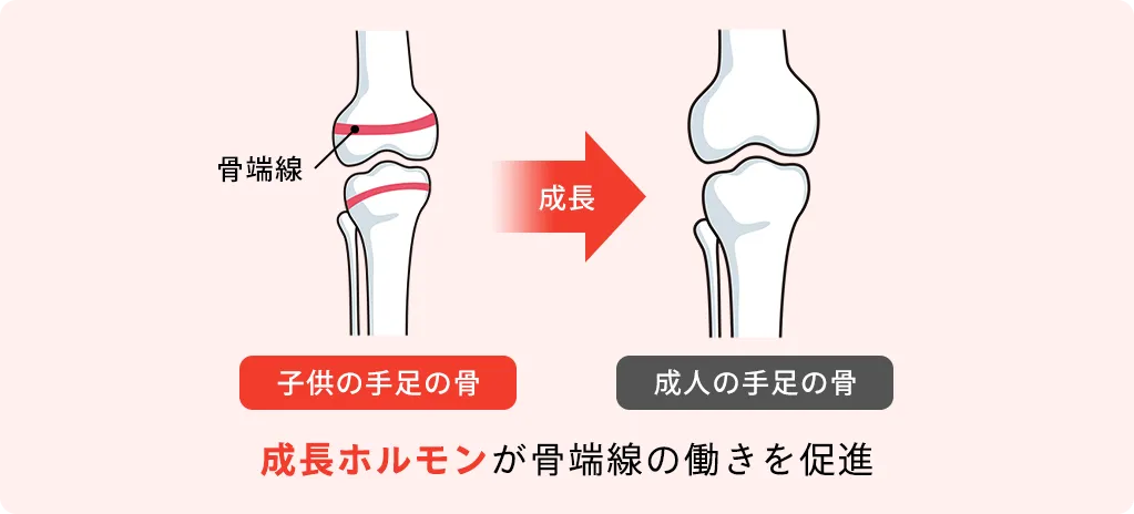 子供の手足の骨・成人の手足の骨