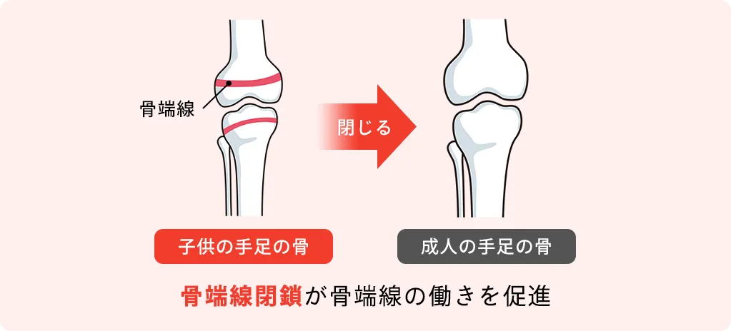 子供の手足の骨・成人の手足の骨